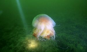 Stekfoto