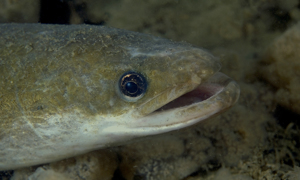 Stekfoto