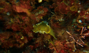 Stekfoto