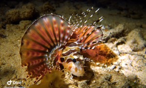 Stekfoto
