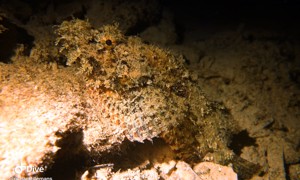 Stekfoto