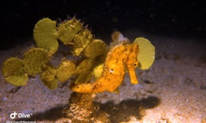 Stekfoto
