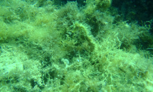 Stekfoto