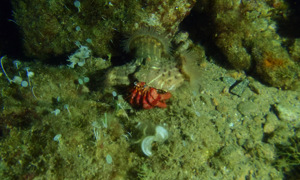 Stekfoto