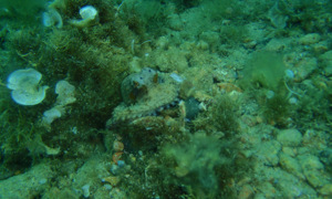 Stekfoto