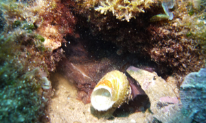 Stekfoto