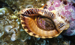 Stekfoto