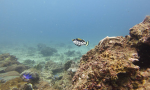 Stekfoto