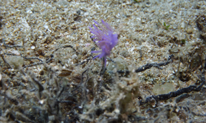 Stekfoto