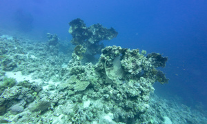Stekfoto