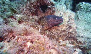 Stekfoto