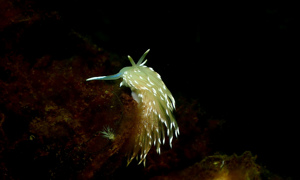 Stekfoto
