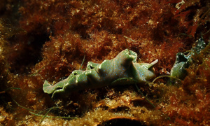 Stekfoto