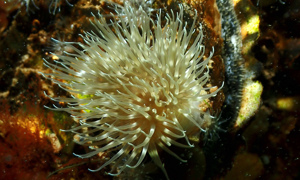 Stekfoto