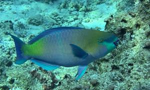Stekfoto
