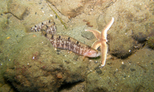 Stekfoto