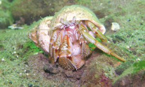 Stekfoto