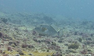 Stekfoto