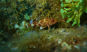 Stekfoto