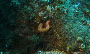 Stekfoto