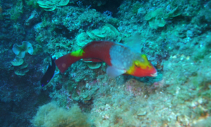 Stekfoto