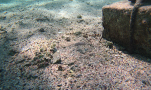 Stekfoto