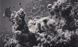 Stekfoto