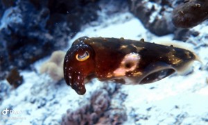 Stekfoto