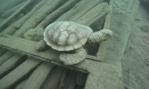 Stekfoto