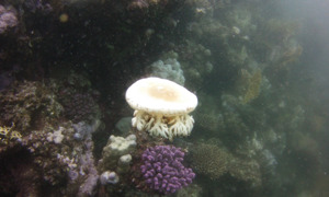 Stekfoto