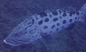 Stekfoto