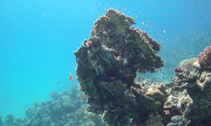 Stekfoto