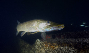 Stekfoto