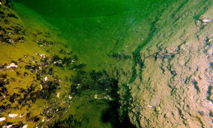 Stekfoto