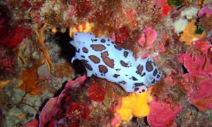 Stekfoto
