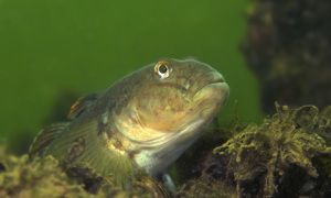 Stekfoto