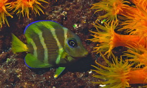 Stekfoto