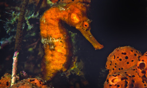 Stekfoto