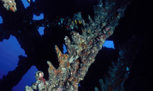 Stekfoto