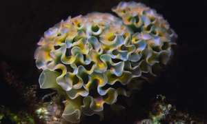 Stekfoto