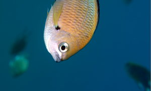 Stekfoto