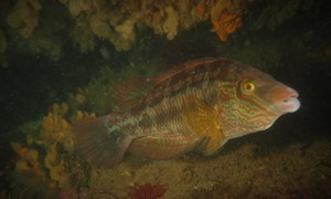 Stekfoto