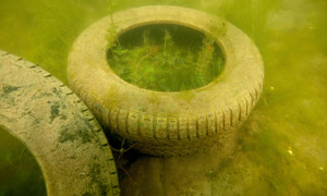 Stekfoto