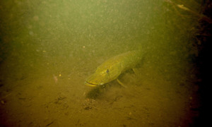 Stekfoto