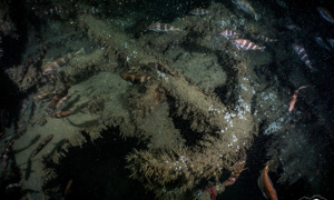 Stekfoto