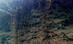 Stekfoto