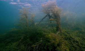 Stekfoto