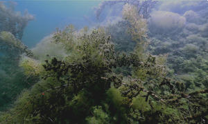 Stekfoto