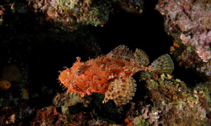 Stekfoto