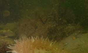 Stekfoto